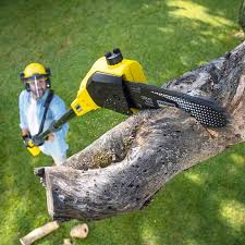 Professional Tree Removal Services in Roeland Park, KS